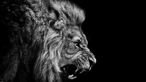 Black And White Lion Wallpapers - Wallpaper Cave