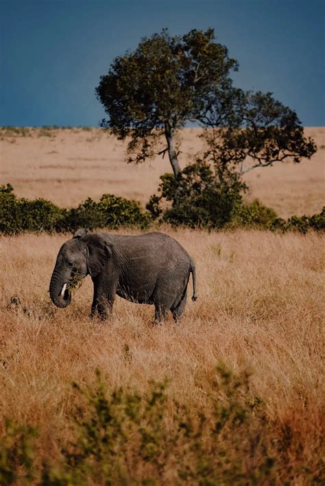 Endangered Species - School for Field Studies