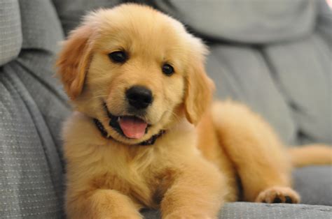 Cutest Golden Retriever Baby Pic: Puppy on Couch