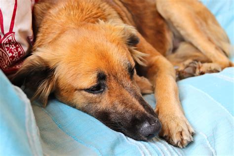 Anemia in Dogs: Visiting a Vet Near Me for Anemia Treatment