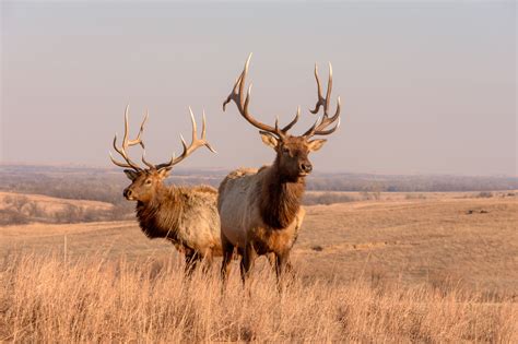 Colorado Parks and Wildlife reduces big-game hunting licenses and ...