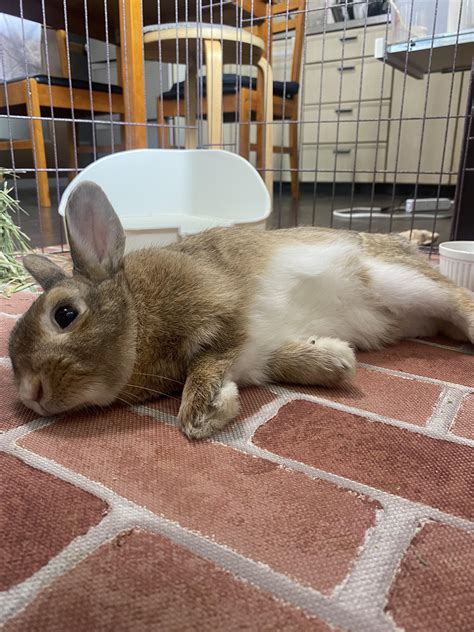 Rabbit Sleeping With Eyes Open