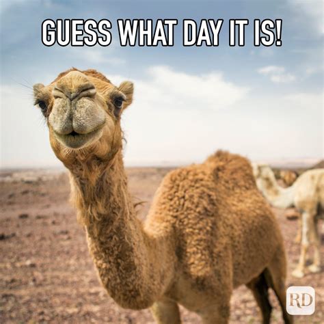 Funny Hump Day Memes, Funny Friend Memes, Funny Animal Memes, Friday ...