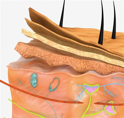 What Layer Of The Skin Is Dermis at Katherine Edmunds blog
