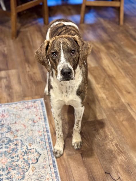 Dog for adoption - Hank *Video and pics*, a German Shorthaired Pointer ...