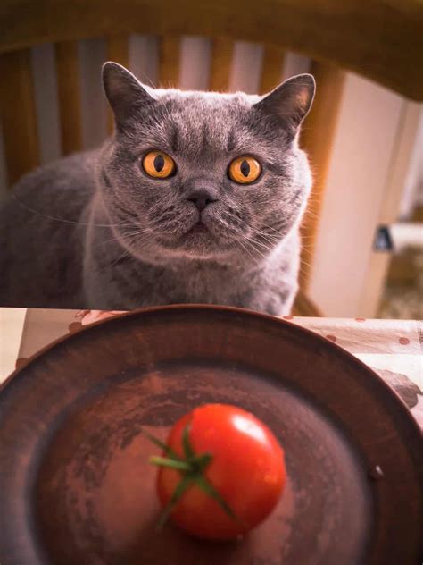 Can Cats Eat Tomato Soup – What You Should Know! – FAQcats.com
