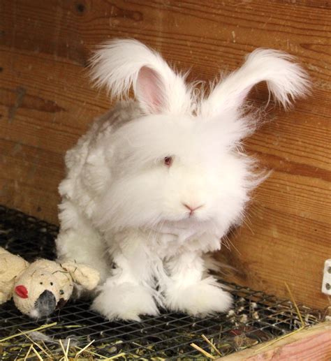 Clipping an Angora rabbit - UK National Angora Rabbit Club