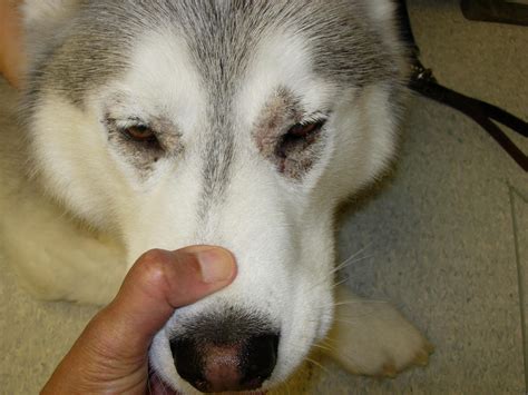 Zinc Deficiency In Dogs 11 Symptoms Of Zinc Deficiency In Dogs You