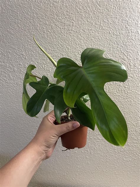 Philodendron Florida Ghost : r/philodendron