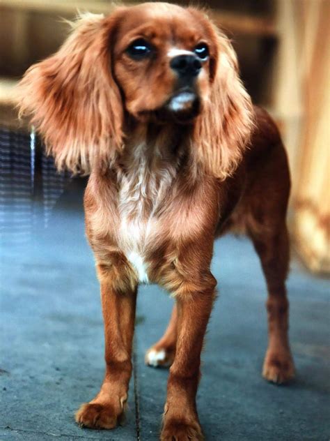 Ruby Cavalier King Charles Spaniel