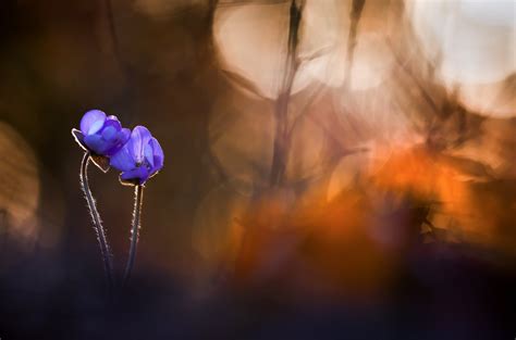 Download Purple Flower Bokeh Flower Nature Anemone HD Wallpaper