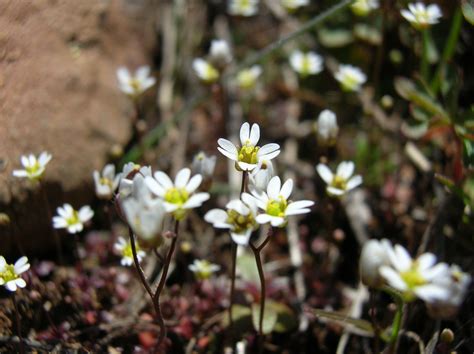 File:MDF Draba verna 01.jpg - Wikimedia Commons
