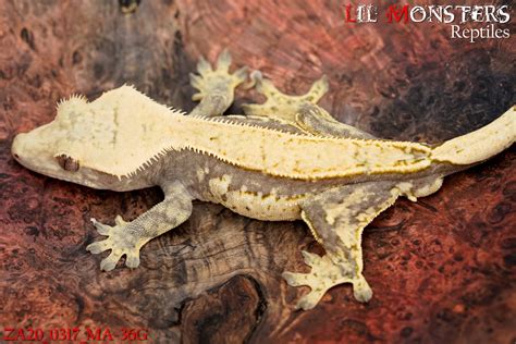 12 Morphs of Crested Geckos With Colors & Traits - Fumi Pets | 2026