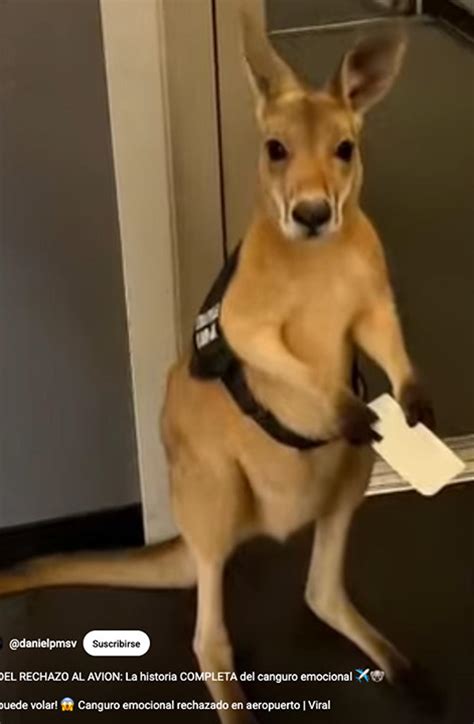 Emotional support kangaroo couldn't take the | Mercari