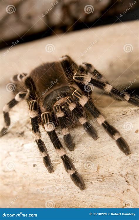 Brazilian White Knee Tarantula Royalty-Free Stock Image | CartoonDealer ...