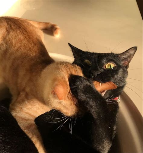 Orange and Black Cat in a Sink