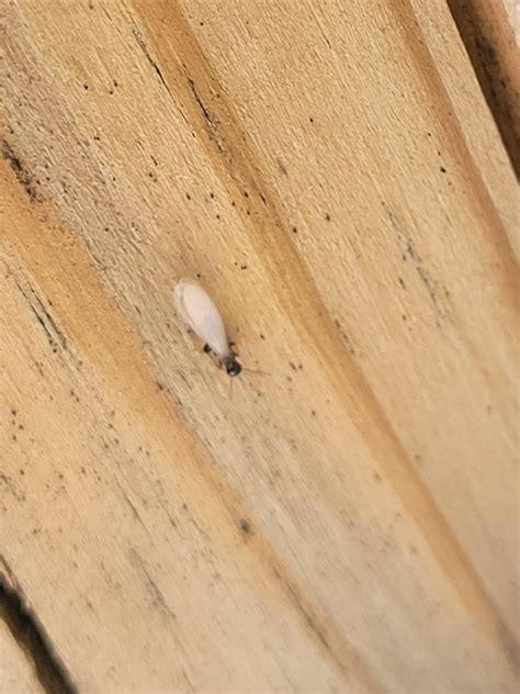 Small flying bugs around my deck : r/Entomology