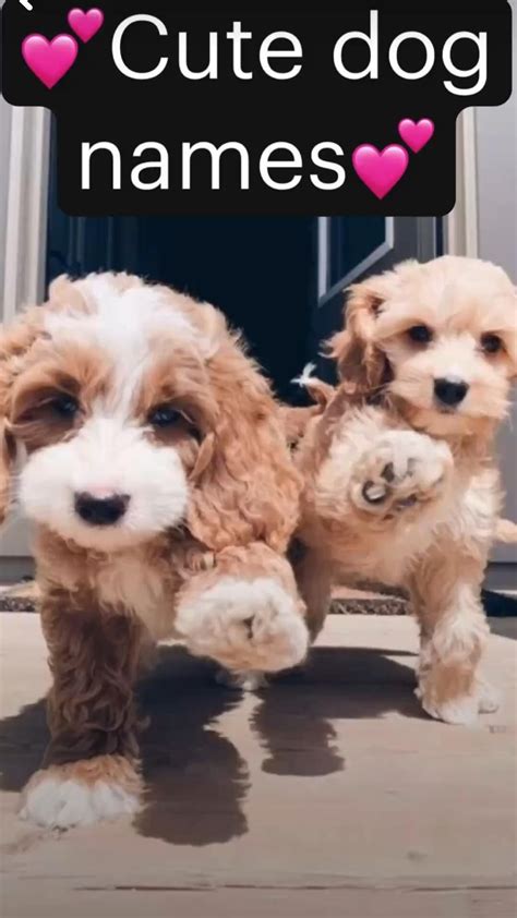 Funny animal names 120 hilarious side splitting unbelievable names ...