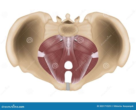 Muscles of the Pelvic Floor. Anatomy of the Pelvic Floor or Pelvic ...