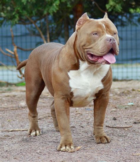 Xxl Bully Dog Price at Dean Metoyer blog