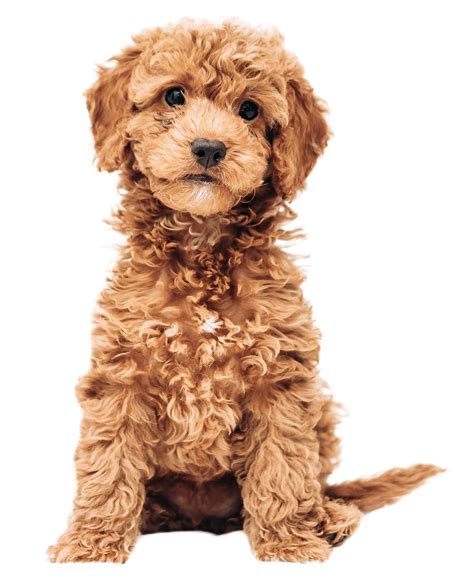 Puppy Love Dog Grooming - Since 1985