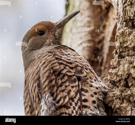 Northern Flicker Female