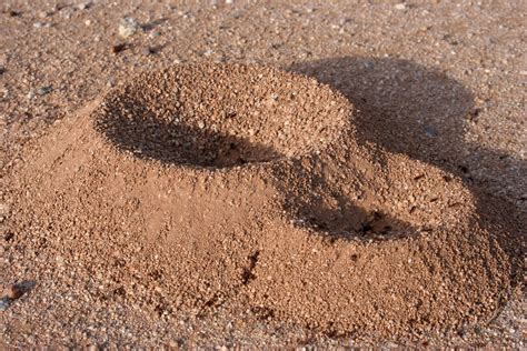What are Ants? Ant Facts & Information | EcoGuard Pest Management