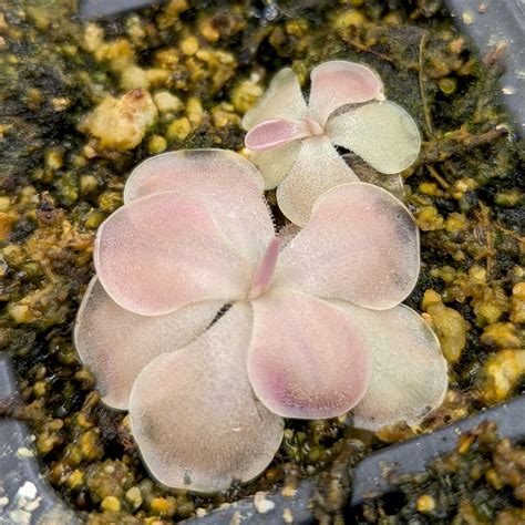 Pinguicula 'Kewensis' Butterwort Plant - Carnivero