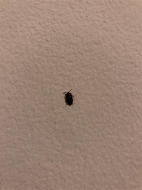 Bed Bugs Black Skin at Christopher Ardoin blog