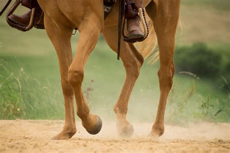 Can A Horse Vomit? All About the Horse's Digestive System - Equineigh