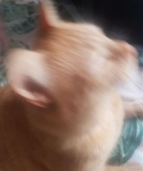 please do not the cat : r/GingerMafia