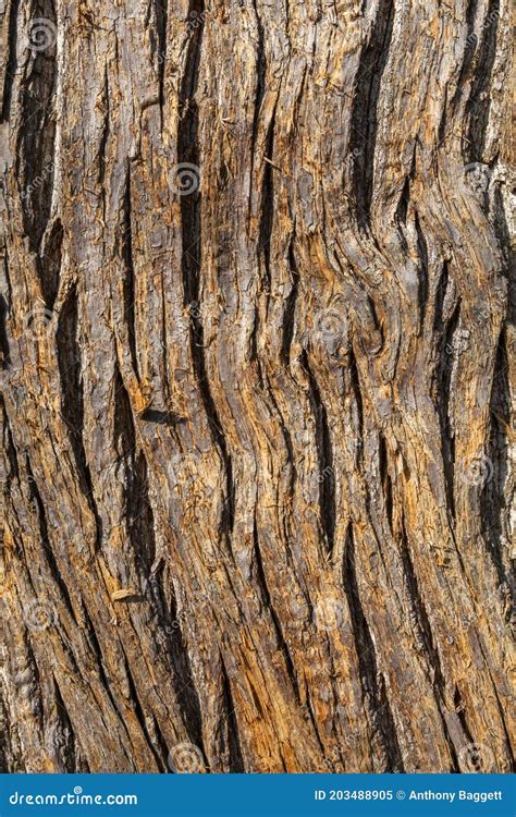 Sweet Chestnut Castanea Sativa Brown Tree Bark Stock Image - Image of ...