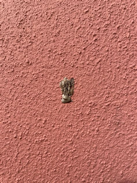 Friendly reminder to kill lantern fly eggs before they hatch next year - they look like dry ...