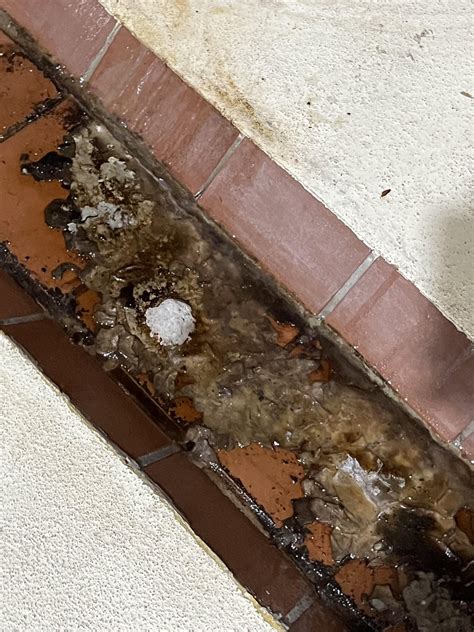 Cellar mold : r/MoldlyInteresting