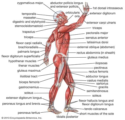 Human muscle system | Functions, Diagram, & Facts | Britannica