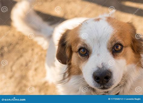 Brown Splotch On Eye