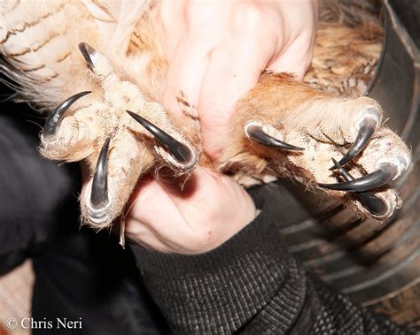 Owls everywhere! — Friends of Whitefish Point