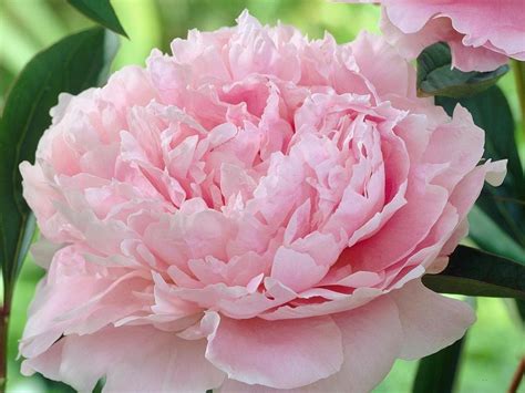 What Does A Peonies Flower Look Like at Rickey Park blog