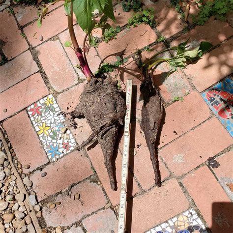 Planting 4 O'clock Tubers at Sophia Wiseman blog