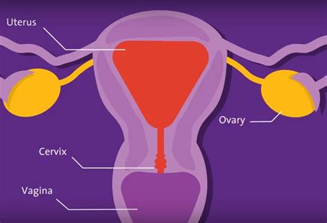 Uterus Anatomy Definition
