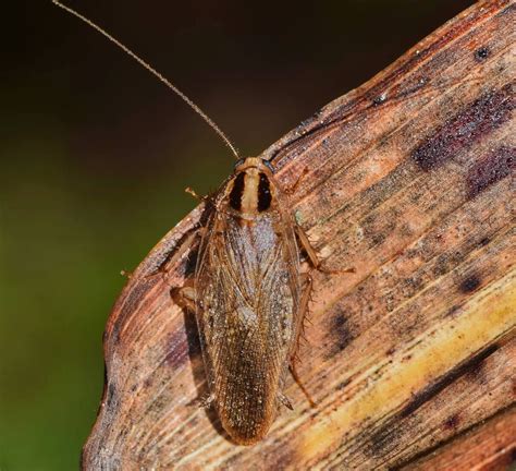 German Cockroach Control & Extermination in Massachusetts