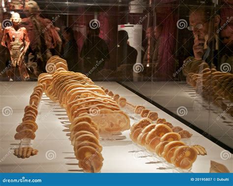 Bodies Revealed Exhibition Of Human Dead Bodies Editorial Photography - Image: 20195807