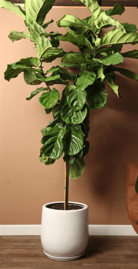 8 Spectacular Low Light Indoor Trees for a Stylish Home