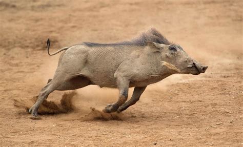 What Do Warthogs Eat? (Diet & Facts)