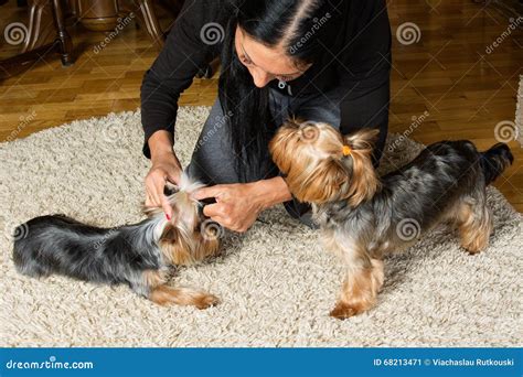 Woman is Making a Top Knot on a Dog S Head, the Other Dog is Nea Stock ...