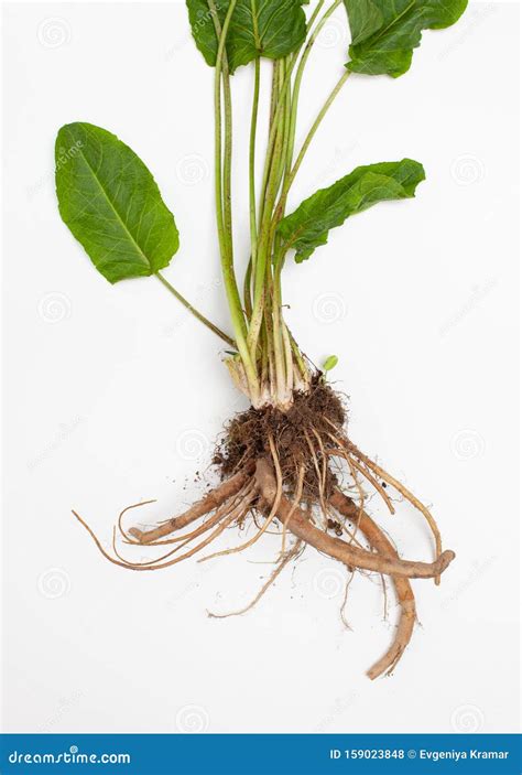 Yellow Dock Root Plant Yellow Dock Liquid Herbal Extract | Herb Pharm