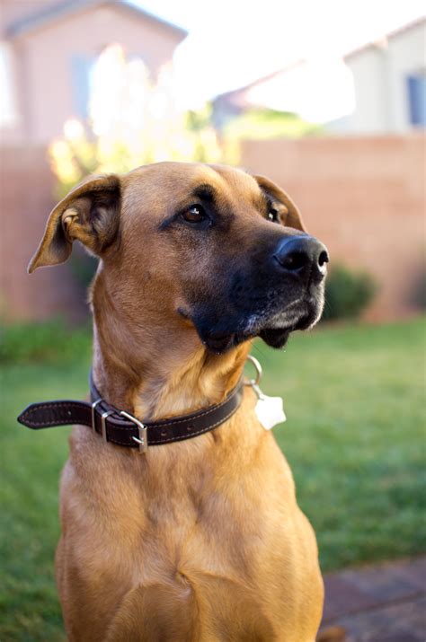 German Shepherd Lab Great Dane Mix at Caitlin Grimmett blog