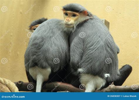 Red-shanked douc langur stock image. Image of douc, world - 26838307