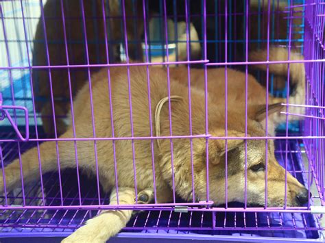 Yulin Dog Meat Festival 2016: Dozens of animals rescued from slaughter ...