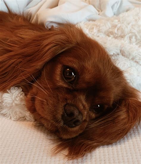 Ruby Cavalier Cavalier King Charles spaniel Pet Care Dogs, Pet Dogs ...